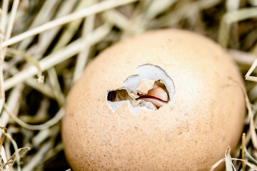 Schlüpfendes Küken